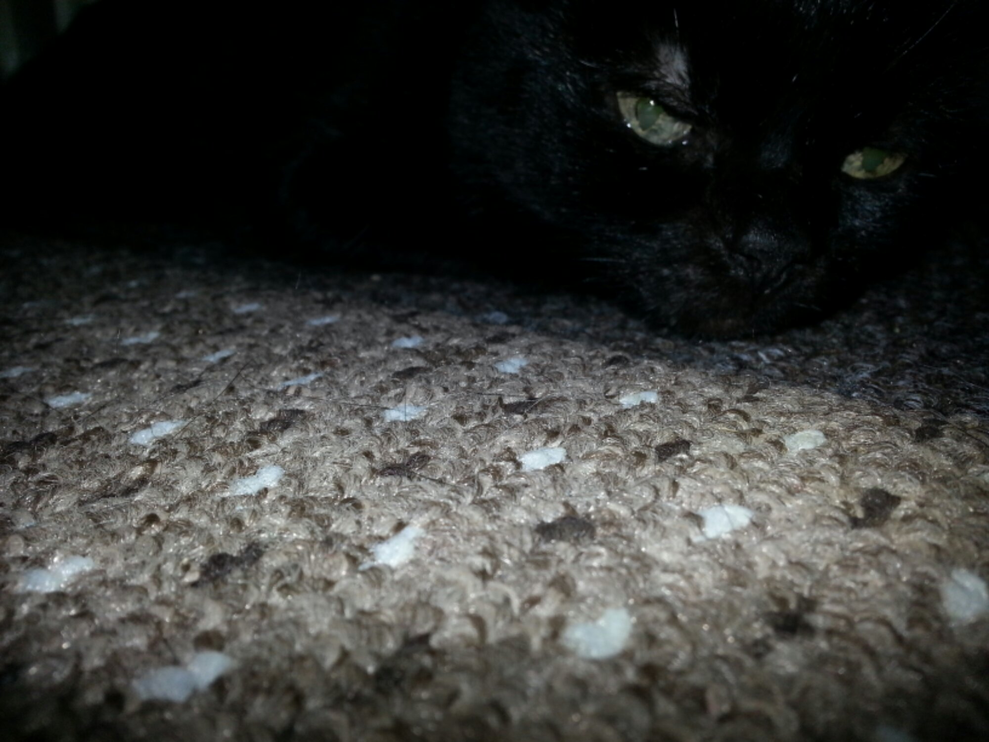 IMG-1388259954-V.jpg image